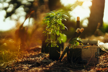 Chili plants are in bags of dirt on the ground, waiting for gardeners to plant them.