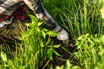 A vegetable gardener is using a shovel to dig up scallion to sell. © Charnchai saeheng