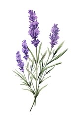 Obraz premium Lavender blossom flower plant.