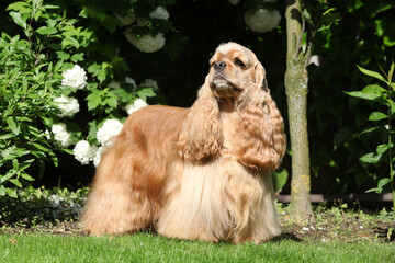 Amazing American cocker spaniel in beautiful garden
