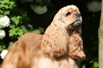 Amazing American cocker spaniel in beautiful garden