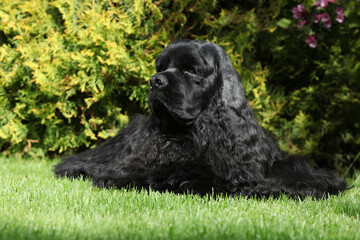 American cocker spaniel lying on the grass