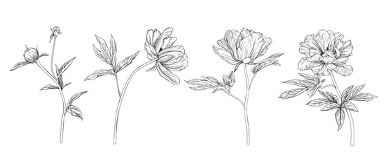 Summer set of flowers peony. Vector pencil hand drawn illustration of blooming peony on isolated background. Bundle with outline drawing of leafs. Sketch in line art style painted by black inks. © Ekatmart