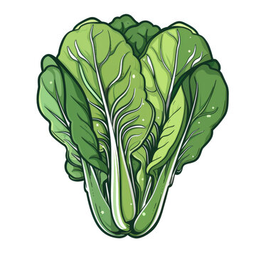 green bok choy plant isolated clip art preview
