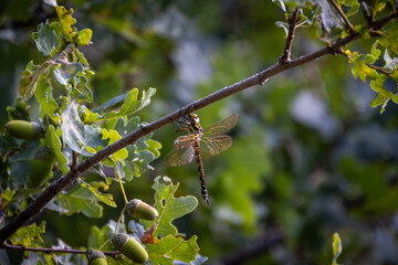 A beautiful dragonfly can be seen resting on a slender branch that is surrounded by lush green oak leaves