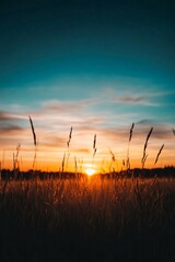 Fototapeta premium sunset over golden grass