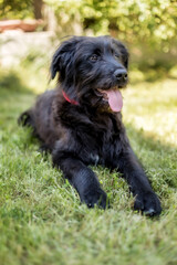 Black dog puppy lying down on grass
