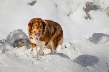 Big cute dog in winter , sun light