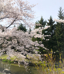 札幌市中島公園の桜