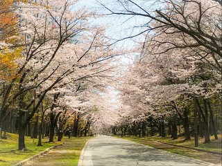 中島公園の桜