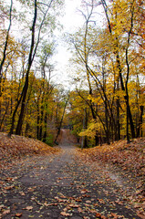 Road path way in autumn park. Central park of New York with pathway. October