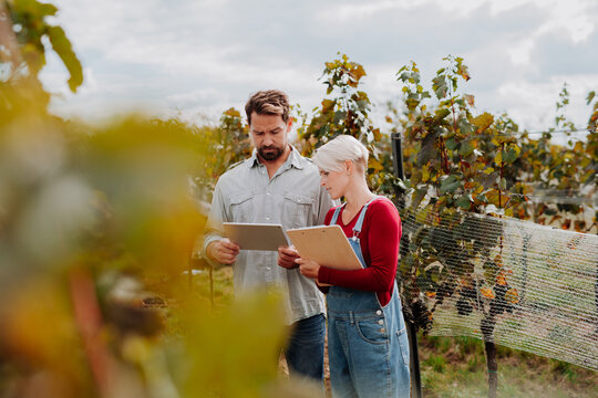 Viticulturist talking with vineyard owner, overseeing grapes growing and harvesting . Manual grape harvesting in family-run vineyard.