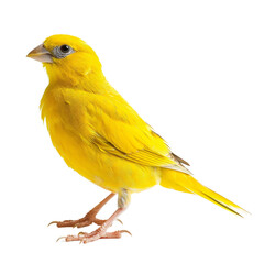 Bright yellow canary perched elegantly against a blank background showcasing its vibrant feather texture and grace