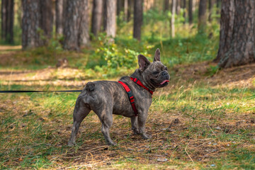 Cute French Bulldog in harness on leash in the forest