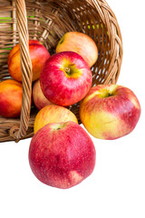 Ripe red Apples rolling out of basket on white background