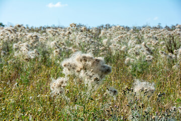 Fototapeta premium Wilted thistles in a field