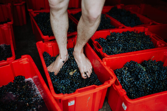 Grape stomping. Close up on crushing grapes with feet.