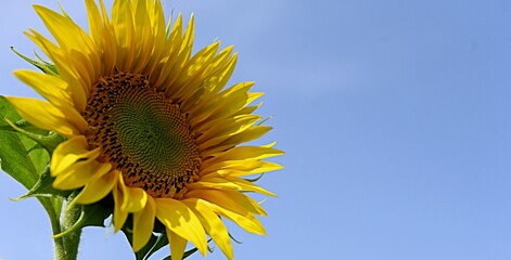 yellow sunflower flower on the background of a field of sunflowers