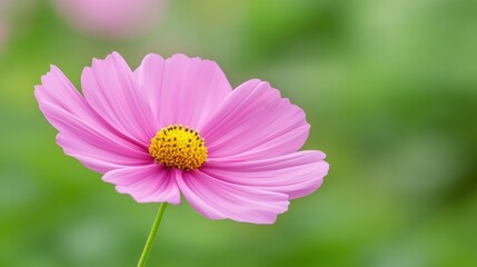 Obraz premium A single pink flower with a yellow center in the middle of green grass, AI