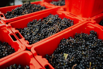 Containers full of fresh blue grapes from vineyard.
