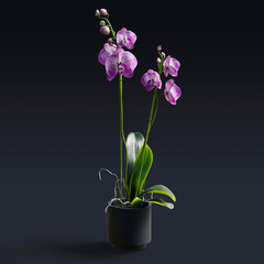Flowers or plants in ceramic pot isolated on dark background, house decoration plants