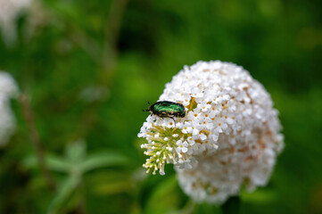 A rose beetle on white flower