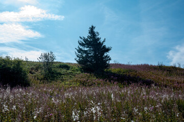 Pink flowers on a green meadow with a tree