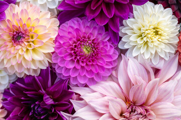 Obraz premium Purple flowers flat lay. Dahlia blooms background. Colorful dahlia flowers close up. Floral flat lay background.