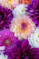 Obraz premium Purple flowers flat lay. Dahlia blooms background. Colorful dahlia flowers close up. Floral flat lay background.
