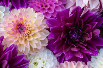 Fototapeta premium Purple flowers flat lay. Dahlia blooms background. Colorful dahlia flowers close up. Floral flat lay background.