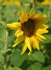 yellow sunflower flower on the background of a field of sunflowers