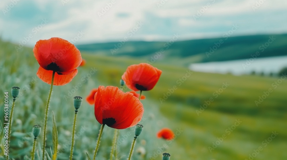 Sticker A field of red poppies with a lake in the background, AI