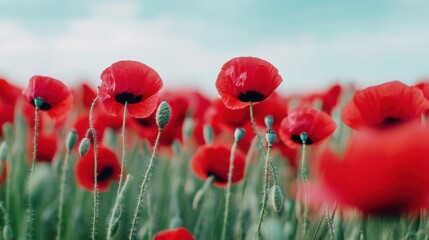 Obraz premium A field of red poppies with green stems and leaves, AI