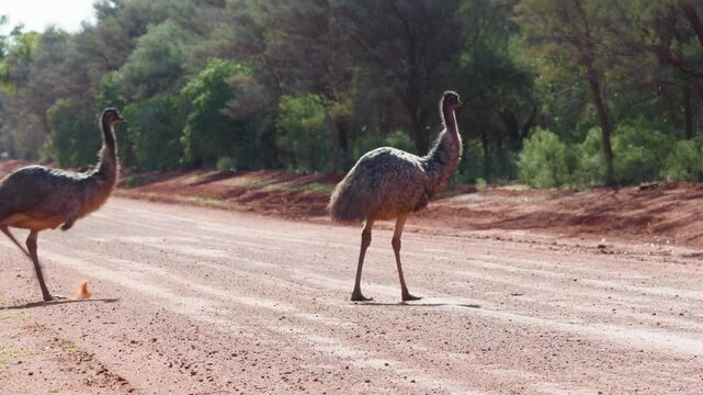 Wild Australian Emus crossing a dirt road in the Australian Outback.