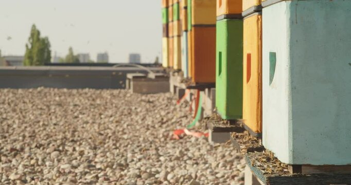 The sight of vibrant beehives on the rooftop of a Warsaw office building, with busy bees flitting in and out