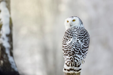 Owl in frosty morning. Snowy owl, Bubo scandiacus, perched on birch stump. Arctic owl looking over shoulder. Beautiful white polar bird with yellow eyes. Winter in wild nature. Isolated on white.