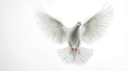 Obraz premium White Dove in Flight with Spread Wings Against White Background