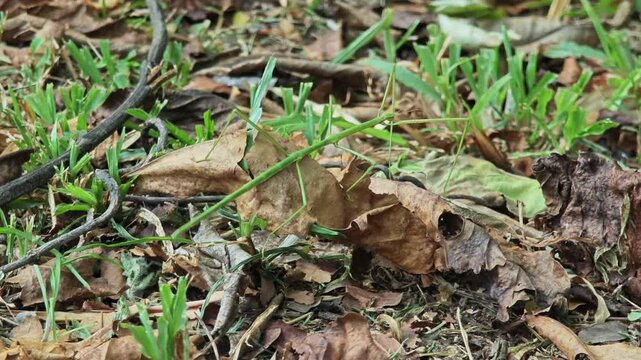 Stick Insect also known as a walking sticks or stick-bugs.