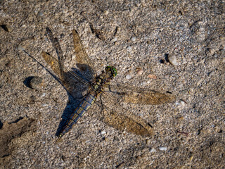 Black-tailed skimmer resting on gravel in Stokkem, Belgium