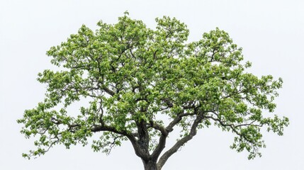 Obraz premium A beautifully shaped oak tree in spring, with fresh, light green leaves against a pure white backdrop.
