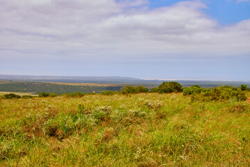 Eine Reise durch Südafrika. Auf Safari durch die afrikanische Savanne.