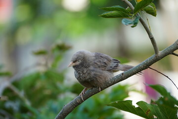 Birds Resting Peacefully on a Tree Branch