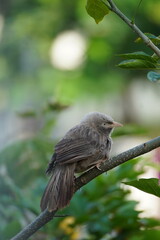 Birds Resting Peacefully on a Tree Branch