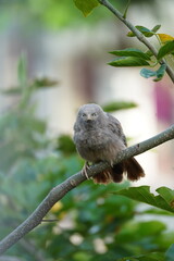 Birds Resting Peacefully on a Tree Branch