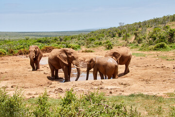 Obraz premium Eine Reise durch Südafrika. Auf Safari durch die afrikanische Savanne.