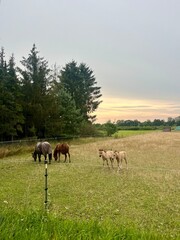 foals and horses in the field countryside