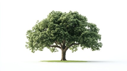Fototapeta premium A mature oak tree in full leaf, isolated on a white background, with its wide canopy creating a natural umbrella.