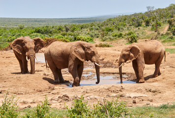 Fototapeta premium Eine Reise durch Südafrika. Auf Safari durch die afrikanische Savanne.