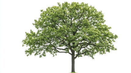 Obraz premium A young oak tree with new growth leaves and a slender trunk, isolated on a white background.