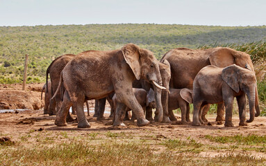 Eine Reise durch S&uuml;dafrika. Auf Safari durch die afrikanische Savanne.